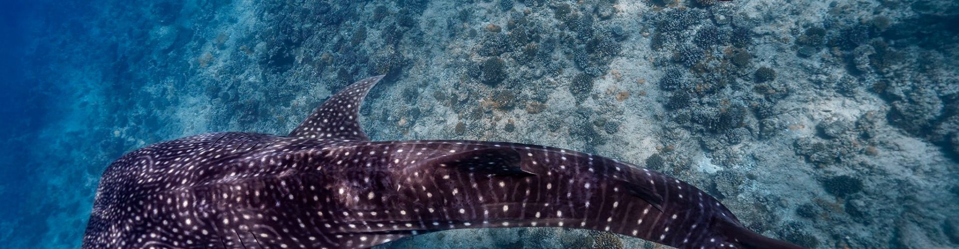 Bella in Maldives